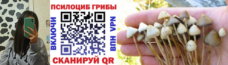 где купить наркотик  Курганинск  Псилоцибиновые грибы Psilocybe 